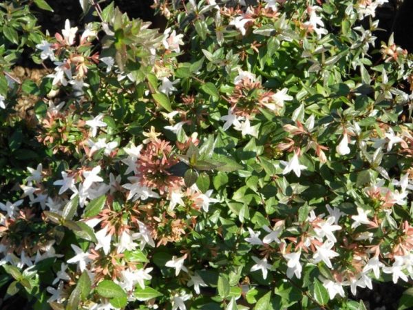 Abelia grandiflora Abelia grandiflora