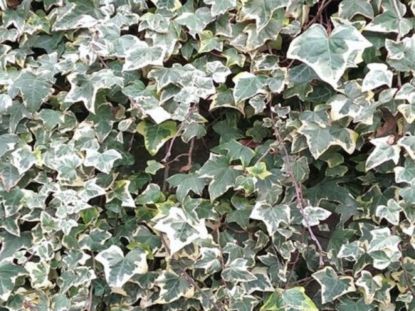 Hedera algeriensis