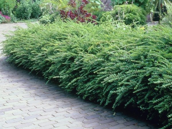 Lonicera nitida Lonicera nitida