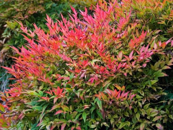 Nanda domestica Nanda domestica