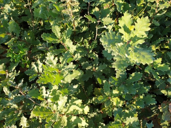 Quercus pubescens Willd. Quercus pubescens Willd.