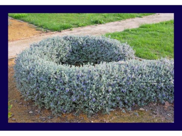 Teucrium fruticans Teucrium fruticans