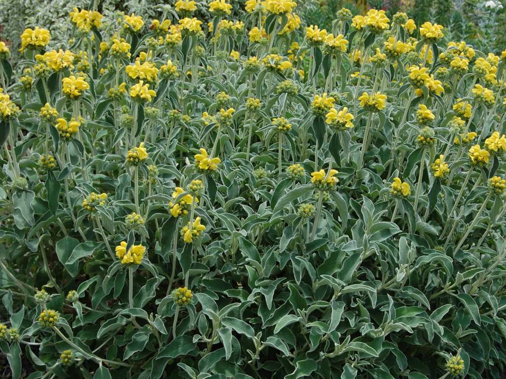 Phlomis fruticosa