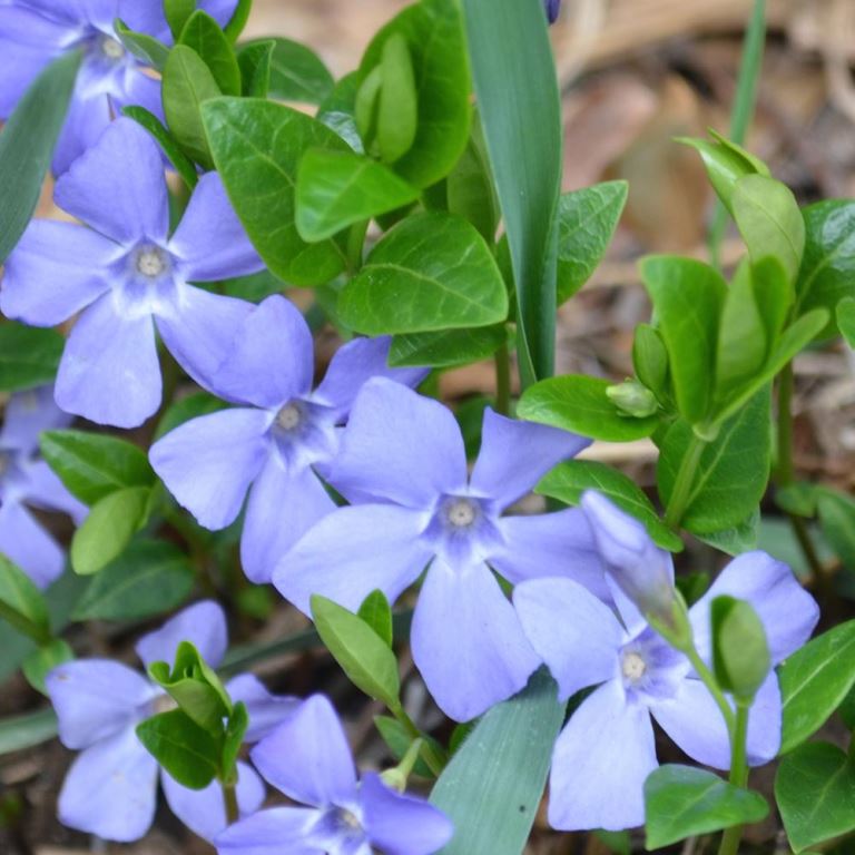 Vinca minor