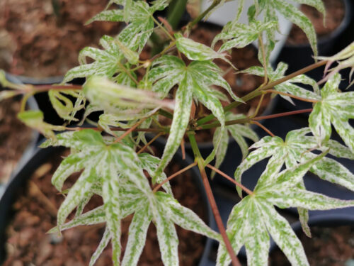 Acer palmatum ′Ukigumo′