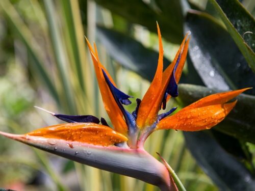 Strelitzia reginae
