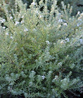Westringia fruticosa